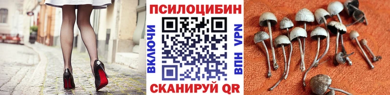 Галлюциногенные грибы Psilocybe  цена наркотик  Новошахтинск 